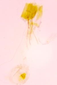 <i>Eurodachtha siculella</i>