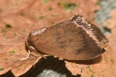 <i>Heterogenea asella</i>