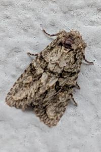 <i>Dryobotodes eremita</i>