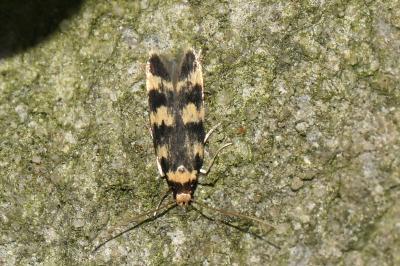 <i>Oegoconia caradjai</i>