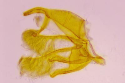 <i>Oegoconia caradjai</i>