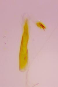 <i>Oegoconia caradjai</i>