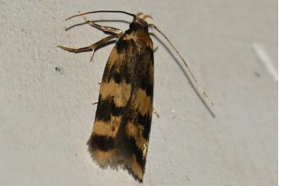 <i>Oegoconia caradjai</i>