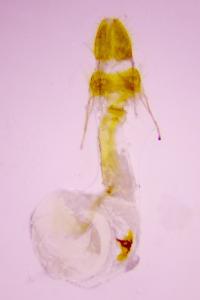 <i>Oegoconia caradjai</i>