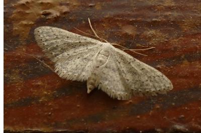 <i>Idaea seriata</i>