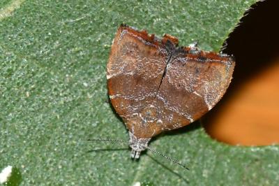 <i>Choreutis nemorana</i>