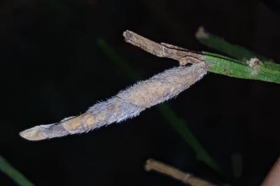 <i>Coleophora calycotomella</i>