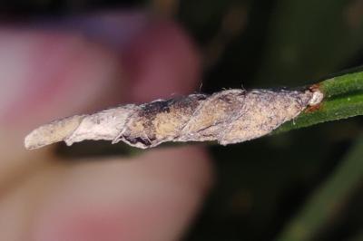 <i>Coleophora calycotomella</i>