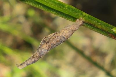 <i>Coleophora calycotomella</i>