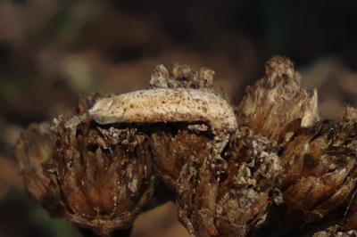 <i>Coleophora argentula</i>
