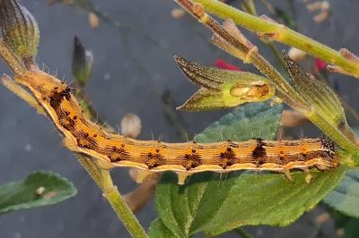 <i>Helicoverpa armigera</i>