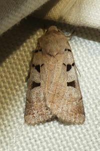 <i>Eugnorisma glareosa</i>