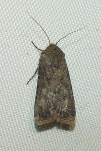 <i>Agrotis segetum</i>
