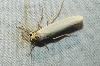 <i>Eilema caniola</i>
