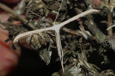 <i>Emmelina argoteles/monodactyla</i>