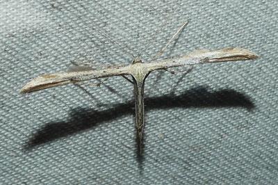 <i>Emmelina argoteles/monodactyla</i>
