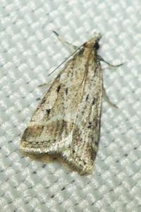 <i>Eudonia pallida</i>