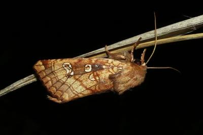 <i>Gortyna borelii</i>