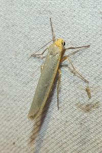 <i>Manulea complana</i>