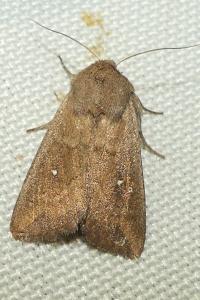 <i>Mythimna albipuncta</i>