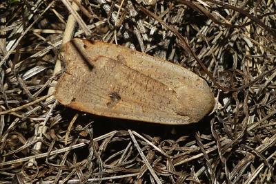 <i>Noctua pronuba</i>