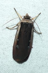 <i>Ochropleura leucogaster</i>