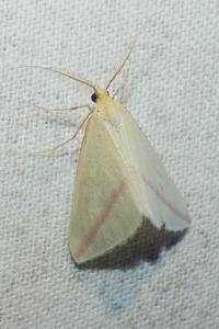 <i>Rhodometra sacraria</i>