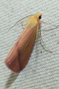 <i>Rhodometra sacraria</i>