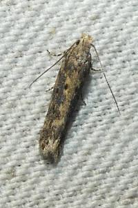 <i>Scrobipalpa suaedicola</i>