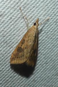 <i>Udea ferrugalis</i>