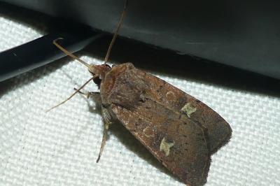 <i>Xestia xanthographa</i>