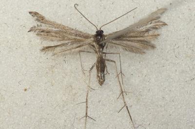 <i>Gypsochares bigoti</i>