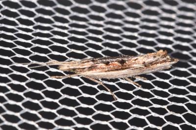 <i>Ypsolopha scabrella</i>