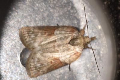 <i>Nycteola revayana</i>