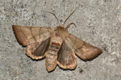 <i>Charanyca trigrammica</i>