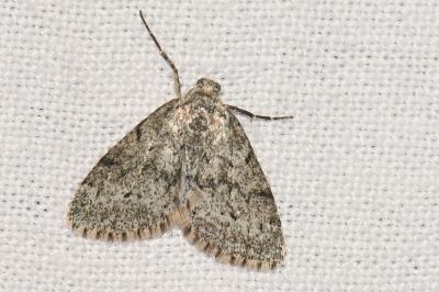 <i>Tephronia sepiaria</i>