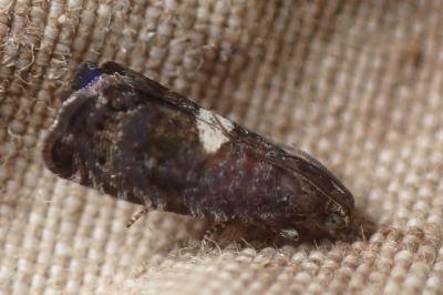 <i>Epiblema</i>