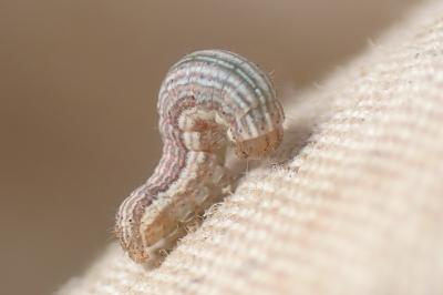 <i>Mythimna impura</i>