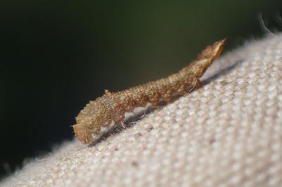 <i>Watsonalla</i>