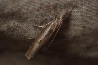 <i>Agriphila</i>