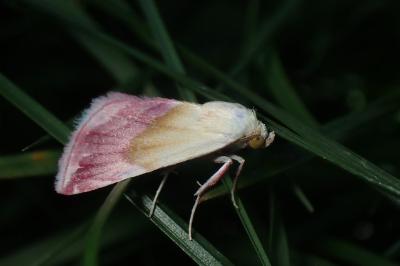 <i>Eublemma purpurina</i>