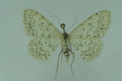 <i>Scopula marginepunctata</i>