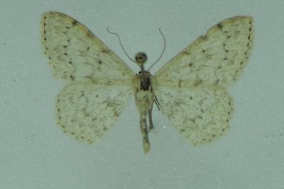 <i>Scopula marginepunctata</i>