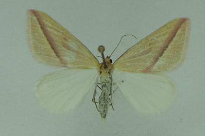 <i>Rhodometra sacraria</i>