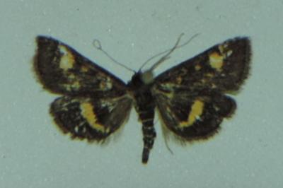 <i>Pyrausta aurata</i>