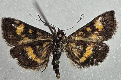 <i>Pyrausta aurata</i>