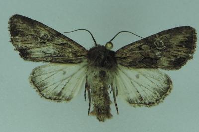 <i>Mniotype solieri</i>