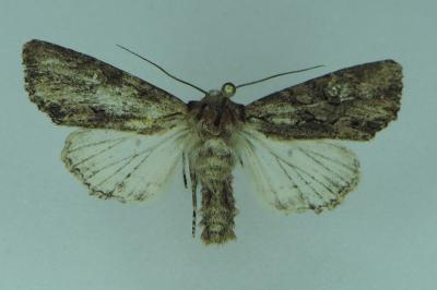 <i>Mniotype solieri</i>