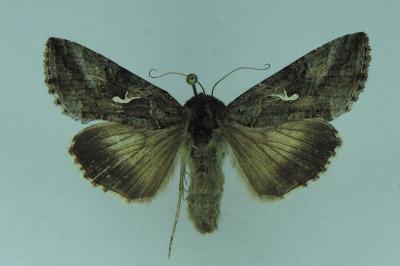 <i>Autographa gamma</i>