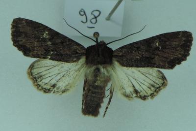 <i>Mniotype solieri</i>